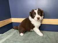 Star's #1 Male, a male Border Collie for sale in Glencoe, MN – Photo 3 of 5