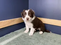 Star's #1 Male, a male Border Collie for sale in Glencoe, MN – Photo 5 of 5