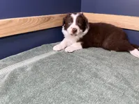 Star's #1 Male, a male Border Collie for sale in Glencoe, MN – Photo 1 of 5