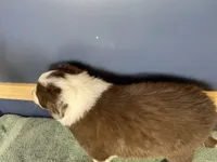 Star's #1 Male, a male Border Collie for sale in Glencoe, MN – Photo 2 of 5