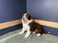 Star's #1 Male, a male Border Collie for sale in Glencoe, MN – Photo 4 of 5