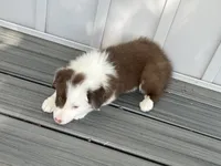 Spirit's #1 female, a female Border Collie for sale in Glencoe, MN – 2 of 4