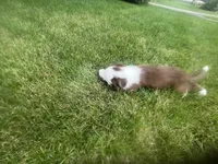 Spirit's #1 female, a female Border Collie for sale in Glencoe, MN – 4 of 7