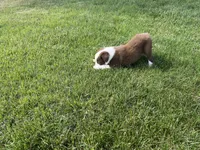 Spirit's #2 Female, a female Border Collie for sale in Glencoe, MN – 5 of 6