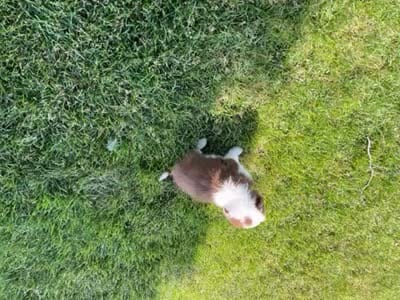 Spirit's #1 female, a female Border Collie for sale in Glencoe, MN – 4 of 4