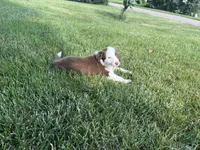 Spirit's #2 Female, a female Border Collie for sale in Glencoe, MN – 3 of 6