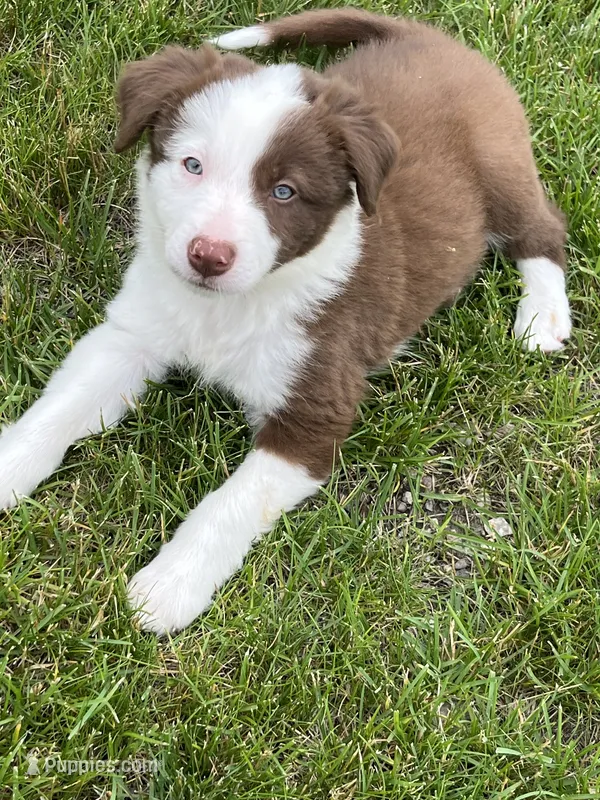 Spirit's #2 Female – Border Collie puppy for sale in Glencoe, MN