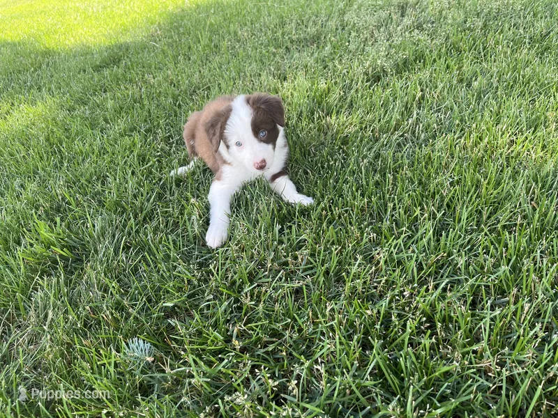 Spirit's #2 Female – Border Collie puppy for sale in Glencoe, MN