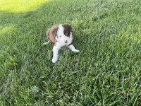 Spirit's #2 Female, a female Border Collie for sale in Glencoe, MN – 2 of 6
