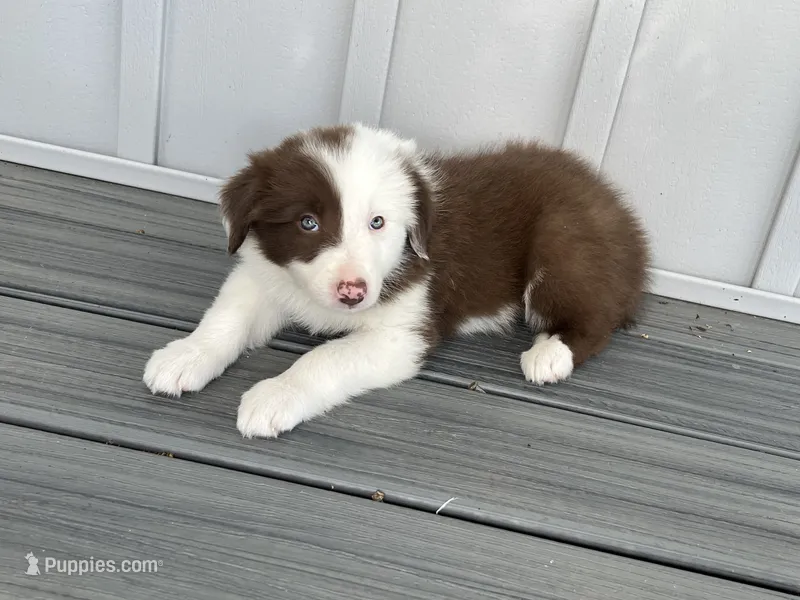 Spirit's #1 female – Border Collie puppy for sale in Glencoe, MN