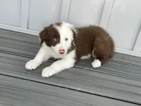 Spirit's #1 female, a female Border Collie for sale in Glencoe, MN – 1 of 4