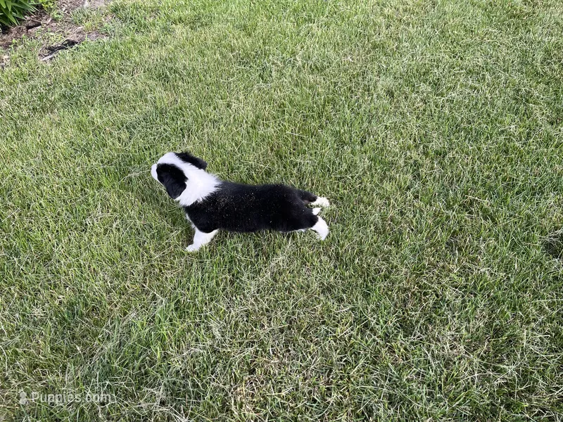 Scarlets # 1 male – Border Collie puppy for sale in Glencoe, MN