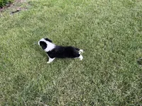 Scarlets # 1 male, a male Border Collie for sale in Glencoe, MN – 1 of 2