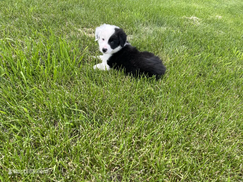 Spirits # 1 male – Border Collie puppy for sale in Glencoe, MN