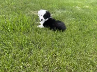 Spirits # 1 male, a male Border Collie for sale in Glencoe, MN – 1 of 3