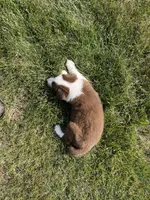 Spirit's #2 Female, a female Border Collie for sale in Glencoe, MN – 6 of 6