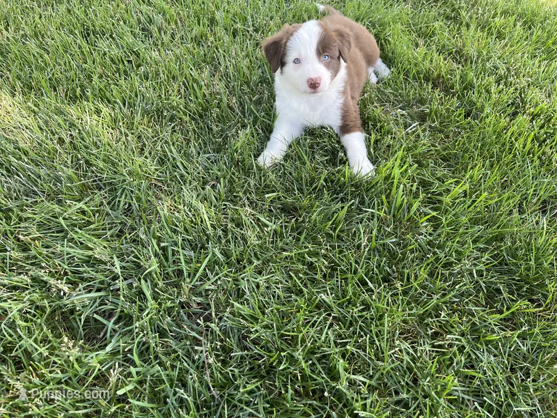 Spirit's #2 Female – Border Collie puppy for sale in Glencoe, MN