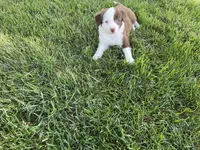 Spirit's #2 Female, a female Border Collie for sale in Glencoe, MN – 1 of 6