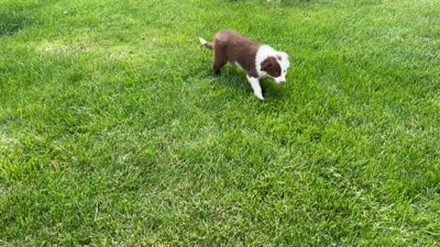 Spirit's #1 female, a female Border Collie for sale in Glencoe, MN – 7 of 7
