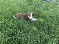 Spirit's #2 male, a male Border Collie for sale in Glencoe, MN – 2 of 5