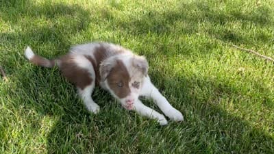 Spirit's #3 Female, a female Border Collie for sale in Glencoe, MN – 4 of 5