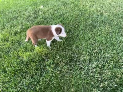 Spirit's #2 Female, a female Border Collie for sale in Glencoe, MN – 4 of 6