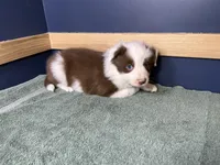 Star's #3 Male, a male Border Collie for sale in Glencoe, MN – Photo 5 of 6