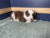 Star's #3 Male, a male Border Collie for sale in Glencoe, MN – Photo 3 of 6