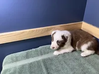 Star's #3 Male, a male Border Collie for sale in Glencoe, MN – Photo 6 of 6