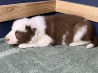 Star's #3 Male, a male Border Collie for sale in Glencoe, MN – Photo 4 of 6