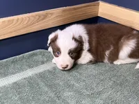 Star's #3 Male, a male Border Collie for sale in Glencoe, MN – Photo 1 of 6