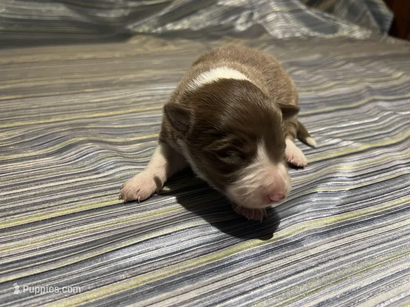 Scarlet's #2 Female – Border Collie puppy for sale in Glencoe, MN