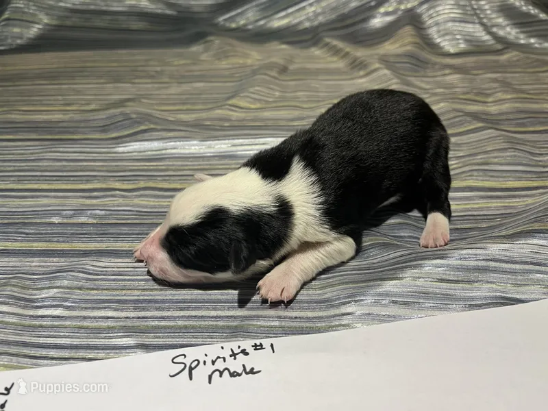 Spirit's # 1 male – Border Collie puppy for sale in Glencoe, MN