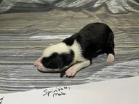 Spirit's # 1 male, a male Border Collie for sale in Glencoe, MN – 1 of 1