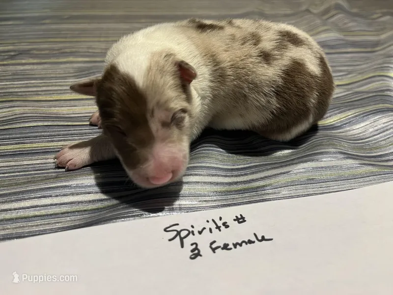 Spirit's #3 Female – Border Collie puppy for sale in Glencoe, MN