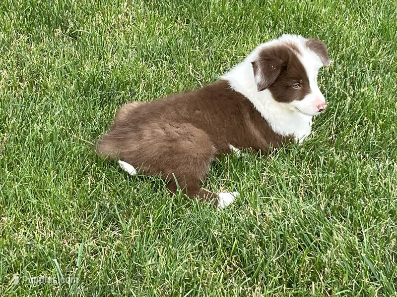 Spirit's #1 female – Border Collie puppy for sale in Glencoe, MN