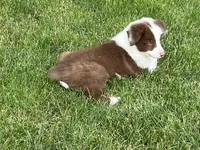 Spirit's #1 female, a female Border Collie for sale in Glencoe, MN – 1 of 7