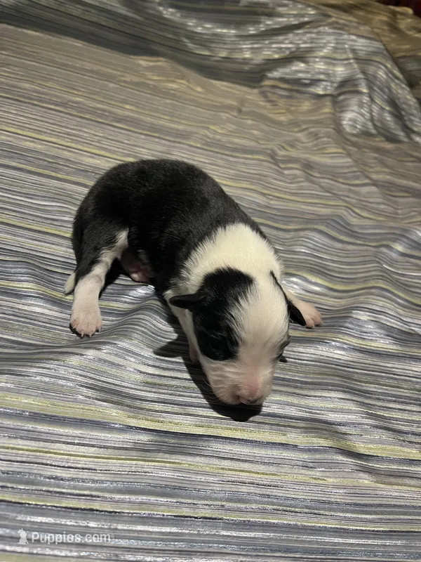 Scarlet's # 1 male – Border Collie puppy for sale in Glencoe, MN