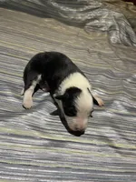 Scarlet's # 1 male, a male Border Collie for sale in Glencoe, MN – 1 of 1