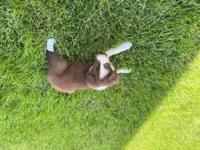 Spirit's #2 male, a male Border Collie for sale in Glencoe, MN – 4 of 5