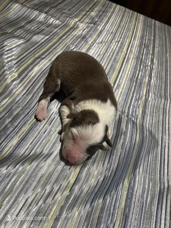 Spirit's #2 female – Border Collie puppy for sale in Glencoe, MN