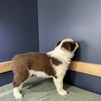 Star's # 1 Female, a female Border Collie for sale in Glencoe, MN – Photo 8 of 10