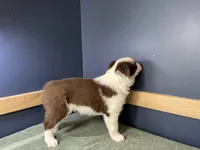 Star's # 1 Female, a female Border Collie for sale in Glencoe, MN – Photo 4 of 6