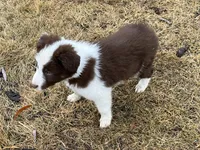 Star's # 1 Female, a female Border Collie for sale in Glencoe, MN – Photo 2 of 10