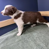 Star's # 1 Female, a female Border Collie for sale in Glencoe, MN – Photo 9 of 10