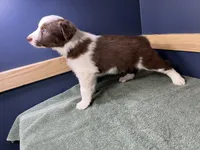 Star's # 1 Female, a female Border Collie for sale in Glencoe, MN – Photo 5 of 6