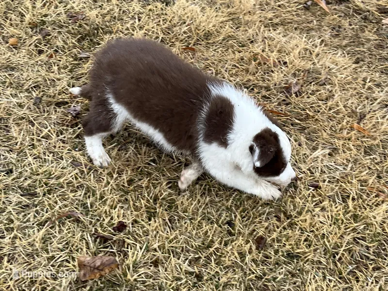 Star's # 1 Female – Border Collie puppy for sale in Glencoe, MN