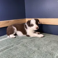 Star's # 1 Female, a female Border Collie for sale in Glencoe, MN – Photo 4 of 10