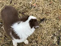 Star's # 1 Female, a female Border Collie for sale in Glencoe, MN – Photo 5 of 10