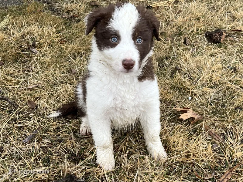 Star's # 1 Female – Border Collie puppy for sale in Glencoe, MN